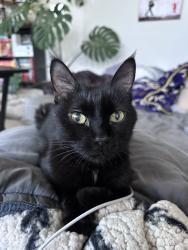 Reunited Female Cat last seen Near Milton St, Richmond, VA 23222, USA, Richmond, VA 23222