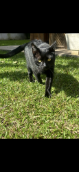 Lost Male Cat last seen Bairro Boa Vista, Curitiba , Santa Cândida, PR 82640-390
