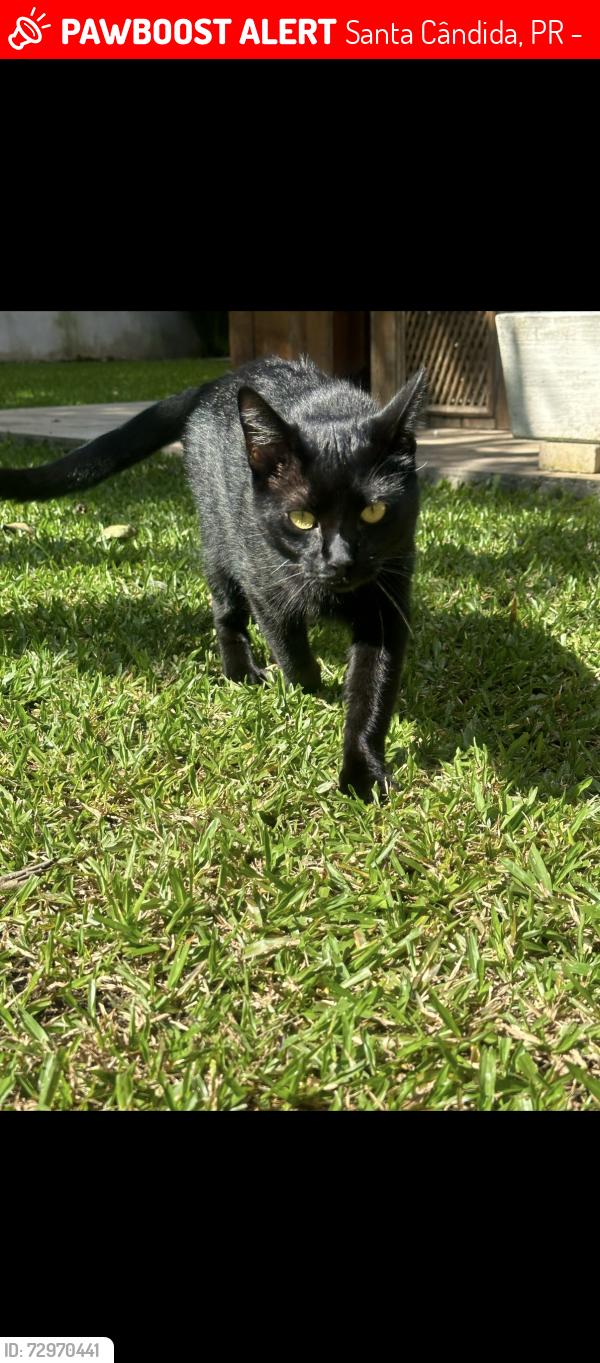 Lost Male Cat last seen Bairro Boa Vista, Curitiba , Santa Cândida, PR 82640-390