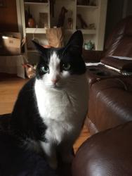Lost Female Cat last seen Deerfield Emergency Vet, Deerfield, MA 01373