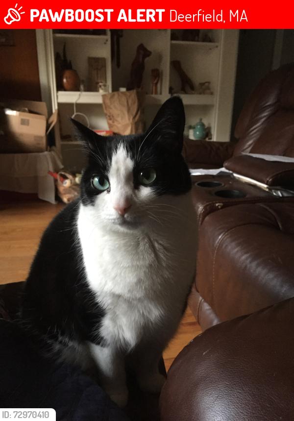 Lost Female Cat last seen Deerfield Emergency Vet, Deerfield, MA 01373