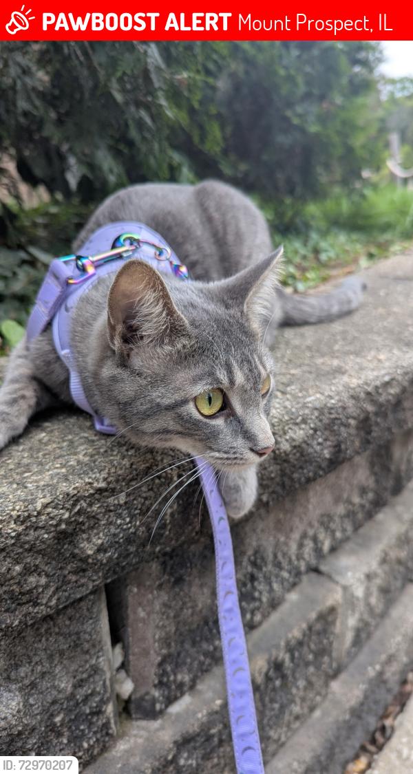 Lost Female Cat last seen Orion apmts , Mount Prospect, IL 60056