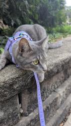 Lost Female Cat last seen Orion apmts , Mount Prospect, IL 60056