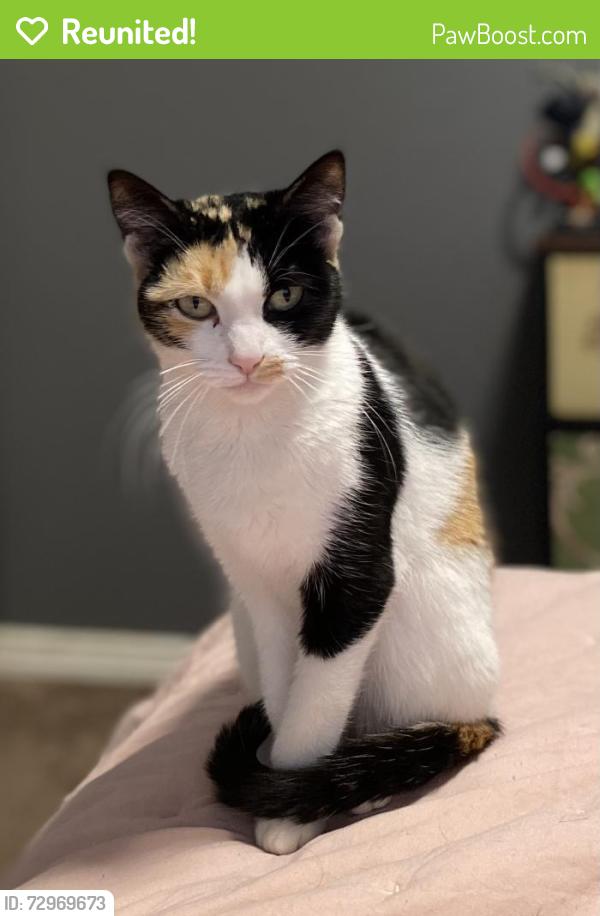Reunited Female Cat last seen Cliffrock road in eaglecrest neighborhood, Nampa, ID 83651