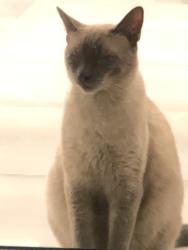 Lost Female Cat last seen Woodland Hills , Los Angeles, CA 91364