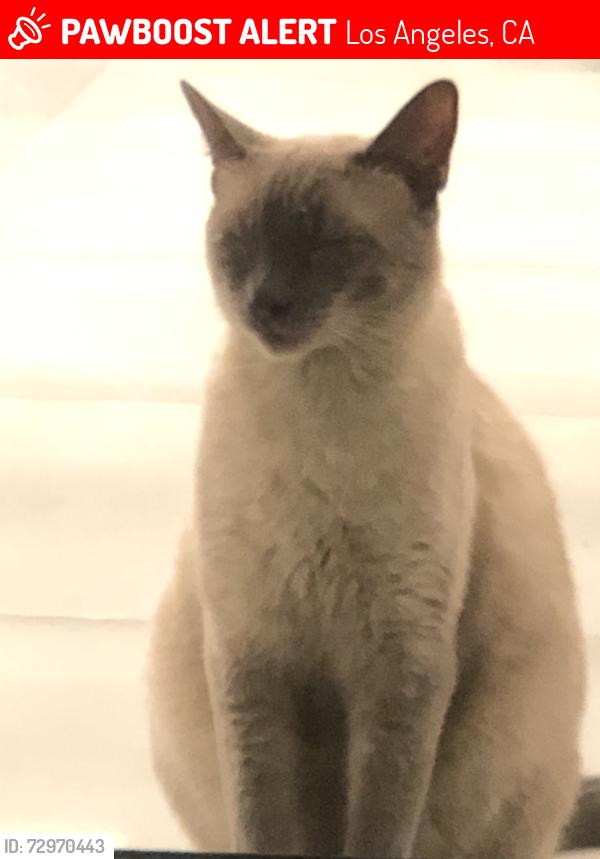 Lost Female Cat last seen Woodland Hills , Los Angeles, CA 91364