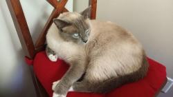 Lost Male Cat last seen 17th Street West - Pinewood Place complex, area between Mosquito Creek and Heywood park on Tobruck Ave, 16, 17 - 19 Street West , North Vancouver, BC V7P 3L6