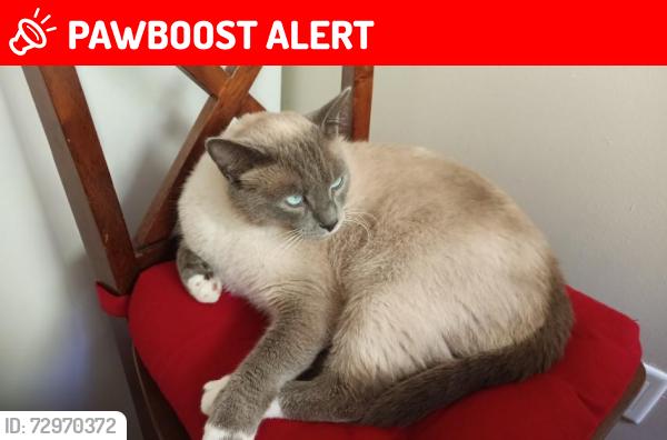 Lost Male Cat last seen 17th Street West - Pinewood Place complex, area between Mosquito Creek and Heywood park on Tobruck Ave, 16, 17 - 19 Street West , North Vancouver, BC V7P 3L6