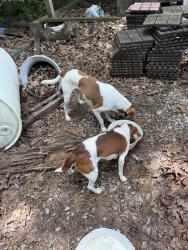 Found/Stray Female Dog last seen Ellejoy Rd and country lane, Walland, TN 37886