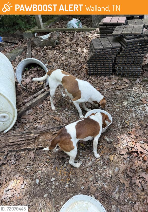 Found/Stray Female Dog last seen Ellejoy Rd and country lane, Walland, TN 37886