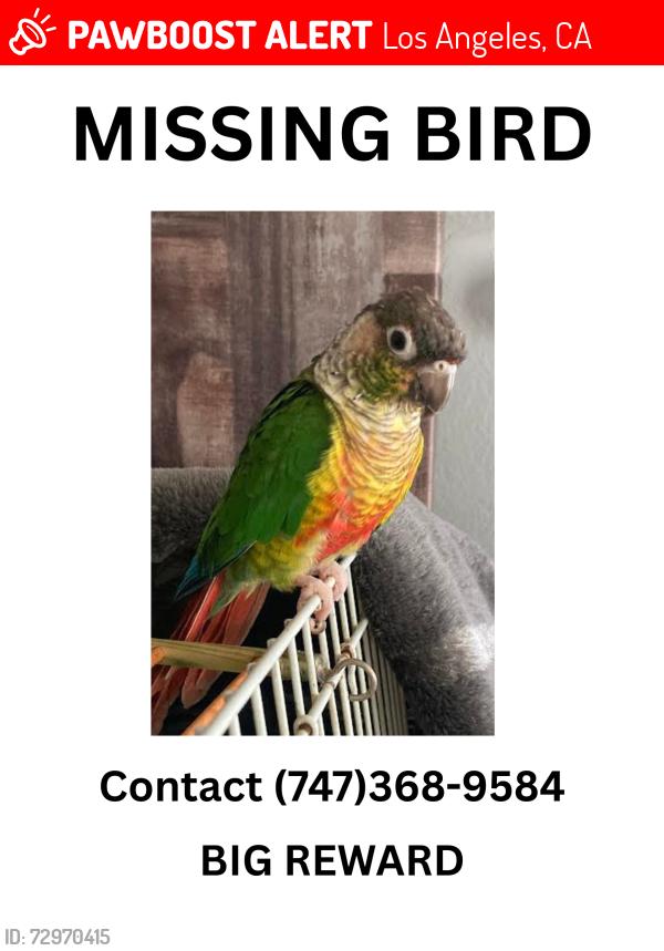 Lost Male Bird last seen Near Laurel Canyon Blvd, North Hollywood, CA 91606, Los Angeles, CA 91606