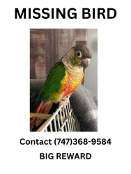 Lost Male Bird last seen Near Laurel Canyon Blvd, North Hollywood, CA 91606, Los Angeles, CA 91606