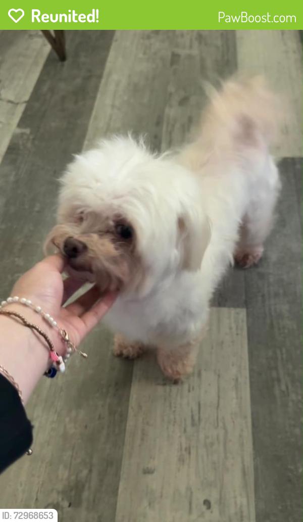 Reunited Female Dog last seen E Fayetteville Rd , Riverdale, GA 30349
