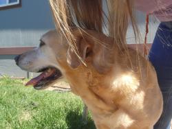 Found/Stray Unknown Dog last seen Between state streets and the train track. He was coming from the tracks. , Belgrade, MT 59714