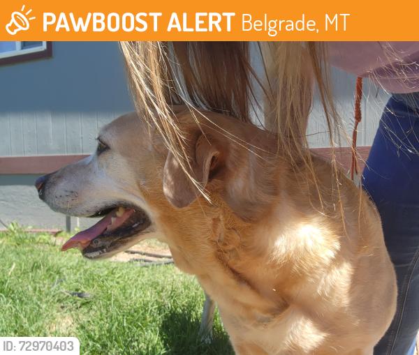 Found/Stray Unknown Dog last seen Between state streets and the train track. He was coming from the tracks. , Belgrade, MT 59714
