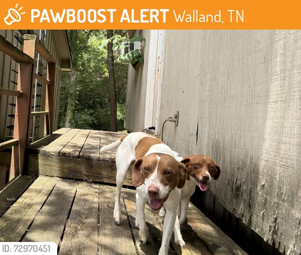 Found/Stray Male Dog last seen Elejoy and country lane, Walland, TN 37886