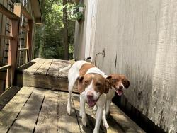 Found/Stray Male Dog last seen Elejoy and country lane, Walland, TN 37886