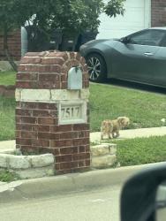 Found/Stray Unknown Dog last seen Near , Fort Worth, TX 76123