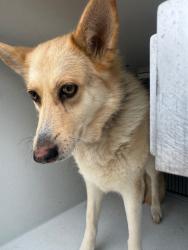 Shelter Stray Female Dog last seen Midwest City, Oklahoma City, OK 73110