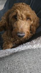 Reunited Male Dog last seen Middleton rd and flamingo Ave in nampa, Nampa, ID 83651