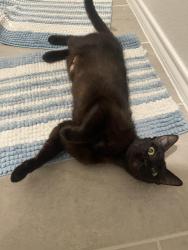Found/Stray Female Cat last seen Bricewood Neighborhood, Helotes, TX 78023
