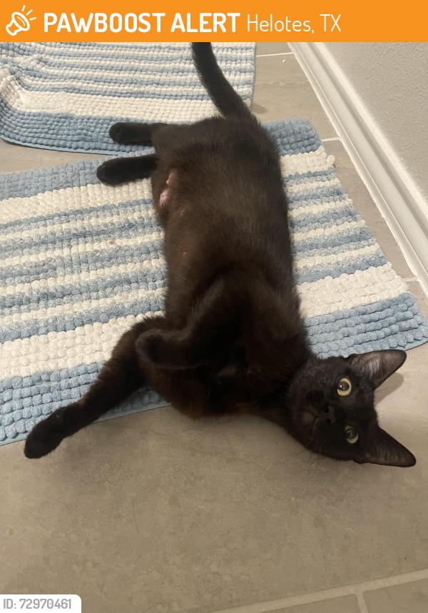 Found/Stray Female Cat last seen Bricewood Neighborhood, Helotes, TX 78023
