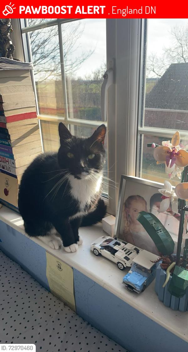 Lost Male Cat last seen shorpe , , England DN17