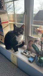 Lost Male Cat last seen shorpe , , England DN17