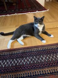 Reunited Male Cat last seen SW Canyon and SW Walker Rd, Portland, OR 97225
