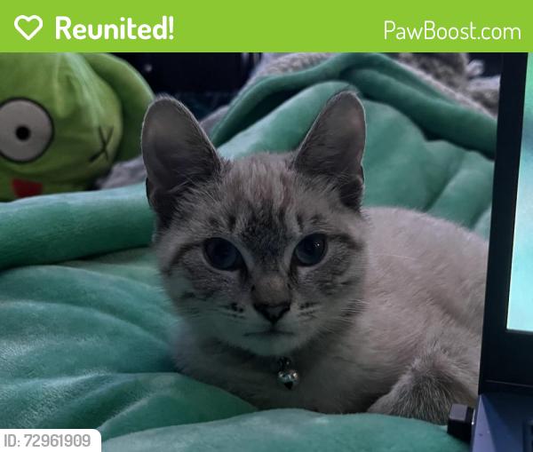 Reunited Female Cat last seen Worchester avenue , Indianapolis, IN 46203
