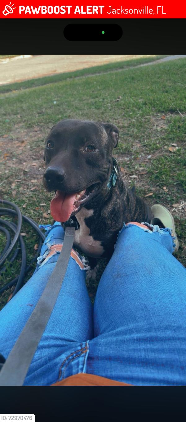 Lost Male Dog last seen Near Alcona cr, Jacksonville, FL 32244