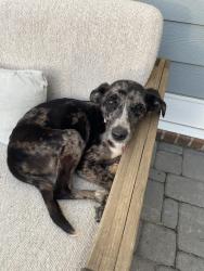 Reunited Female Dog last seen Long hunter state park , Nashville, TN 37076