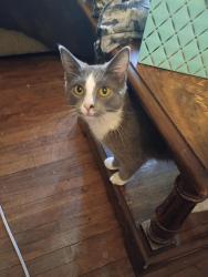 Lost Female Cat last seen Southview blvd  and 4th ave S near the coop, South Saint Paul, MN 55075