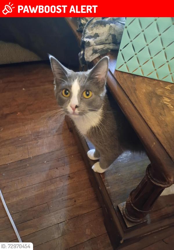 Lost Female Cat last seen Southview blvd  and 4th ave S near the coop, South Saint Paul, MN 55075