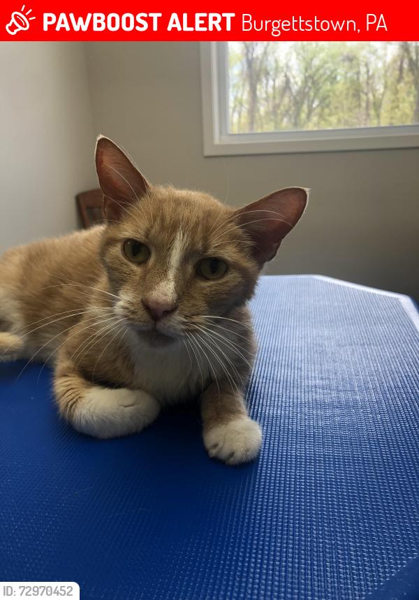 Lost Male Cat last seen Hillcrest/Culley , Burgettstown, PA 15021