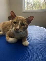 Lost Male Cat last seen Hillcrest/Culley , Burgettstown, PA 15021