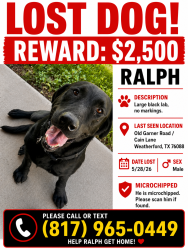 Lost Male Dog last seen Old Garner Road / Cain Lain / Mineral Wells Trail, Weatherford, TX 76088