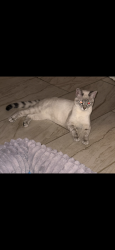 Lost Female Cat last seen Fulton , Cleveland, OH 44113