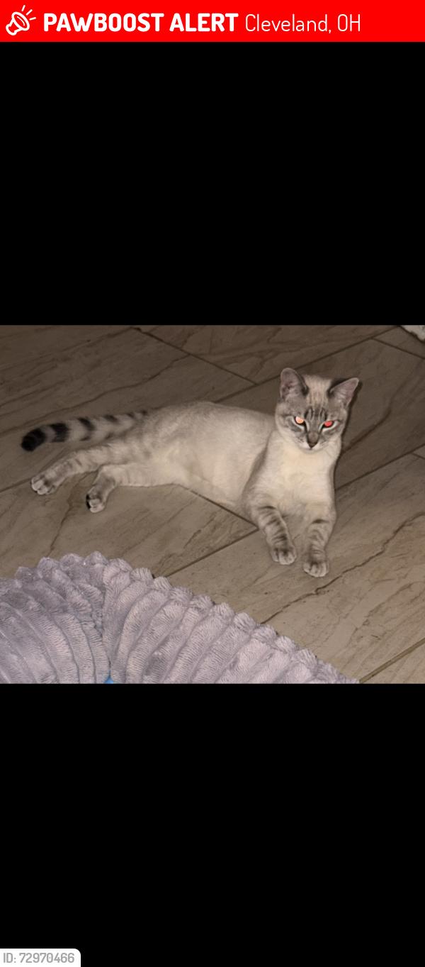 Lost Female Cat last seen Fulton , Cleveland, OH 44113