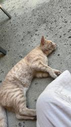 Found/Stray Unknown Cat last seen La Puerta Sports Park, Claremont, CA 91711