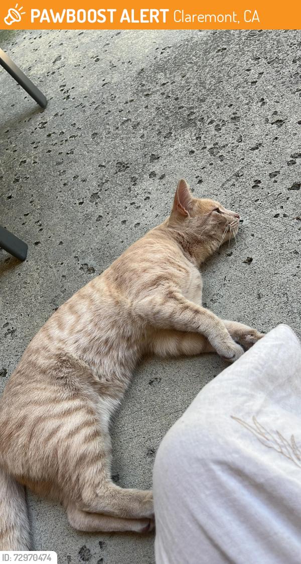 Found/Stray Unknown Cat last seen La Puerta Sports Park, Claremont, CA 91711