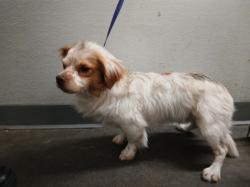 Shelter Stray Male Dog last seen , Los Angeles, CA 90047