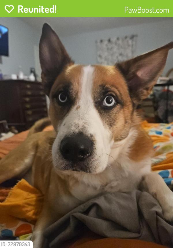 Reunited Male Dog last seen Liberty road and old 421, Greensboro, NC 27406
