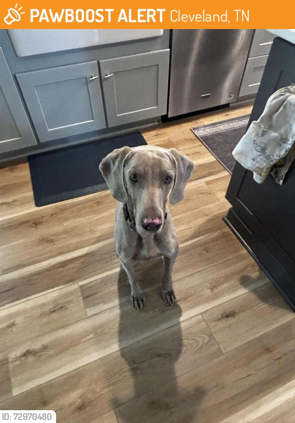 Found/Stray Male Dog last seen hill St &6th St, Cleveland, TN 37311