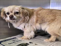Shelter Stray Female Dog last seen , Los Angeles, CA 90047