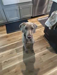 Found/Stray Male Dog last seen hill St &6th St, Cleveland, TN 37311