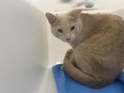 Shelter Stray Male Cat last seen Near BLOCK N 46TH ST, 3839 W Burnham St, West Milwaukee, WI 53215, USA