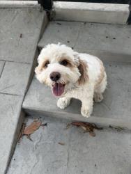 Found/Stray Unknown Dog last seen Sunset plaza drive and rising Glen , Los Angeles, CA 90069