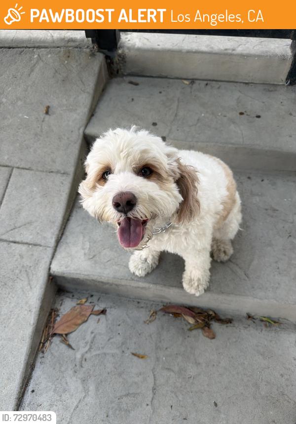 Found/Stray Unknown Dog last seen Sunset plaza drive and rising Glen , Los Angeles, CA 90069