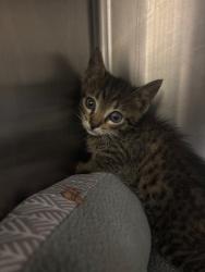 Shelter Stray Male Cat last seen , Sanford, FL 32773